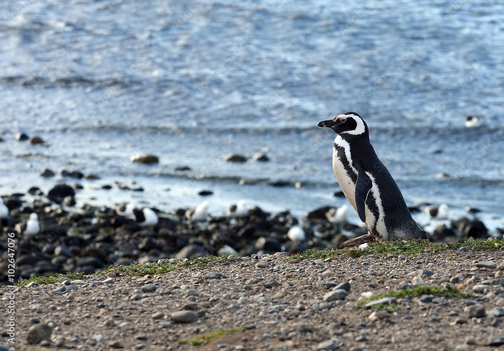 Obraz premium Magellanic Penguins at the penguin sanctuary on Magdalena Island in the Strait of Magellan near Punta Arenas in southern Chile.