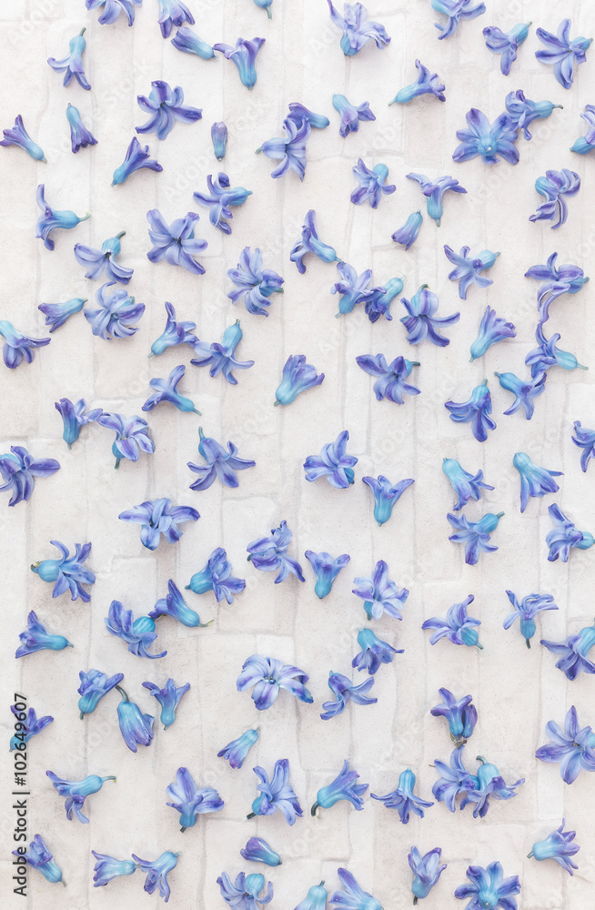 Blue Hyacinth flowers scattered randomly on rustic background