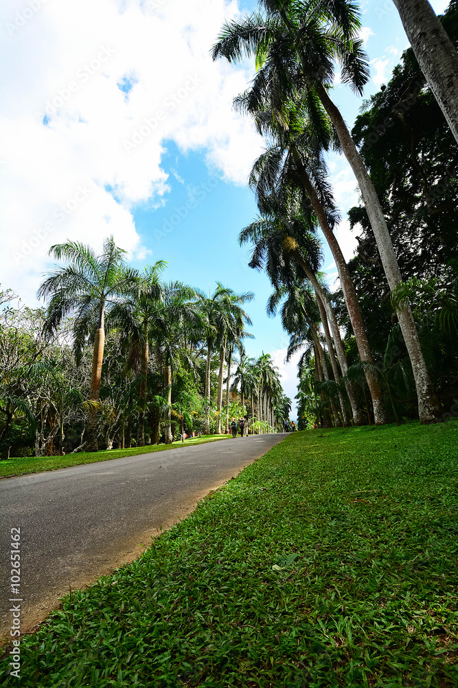 Royal Botanical Garden Peradeniya, Sri Lanka