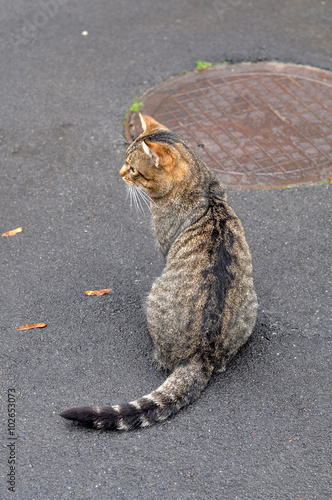 tabby cat back photo