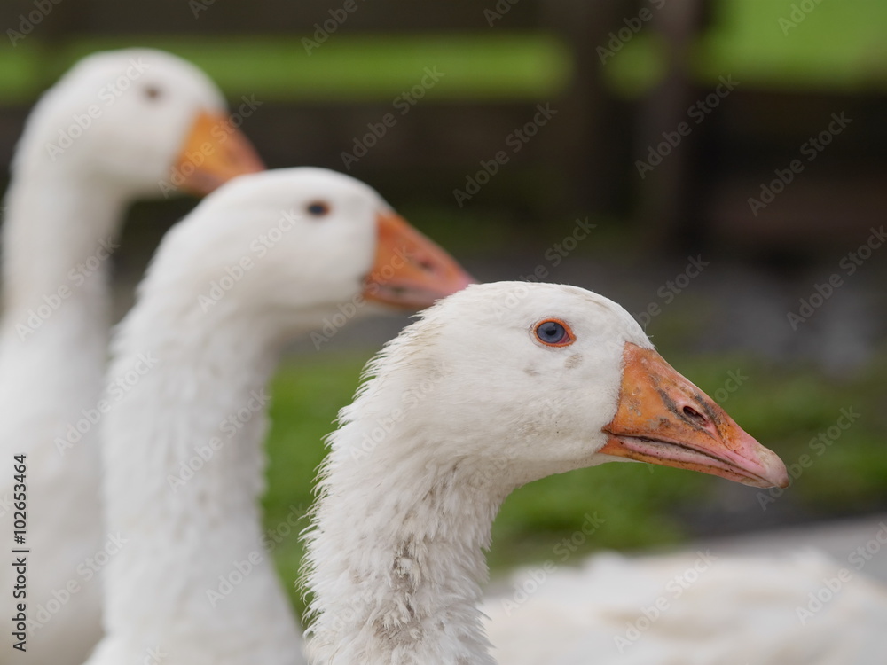 white goose outdoors