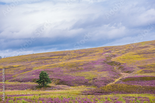 Colorful scottish landscape