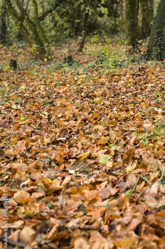 Autumn leaves of Beech tree covering the ground in park