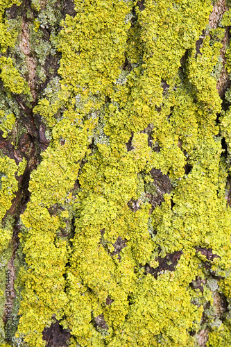 Photos Maritime Sunburst Lichen (Xanthoria parietina) on bark of poplar