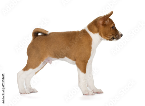 Basenji puppy