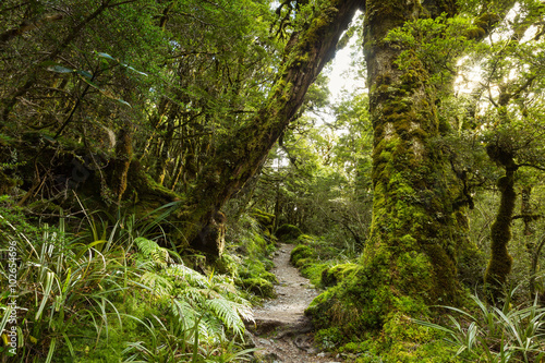 native beech forest  New Zealand