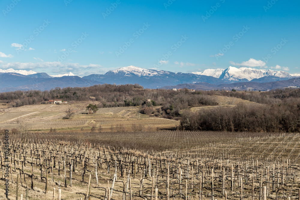 Vineyard in late winter