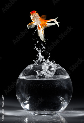 Goldfish jump