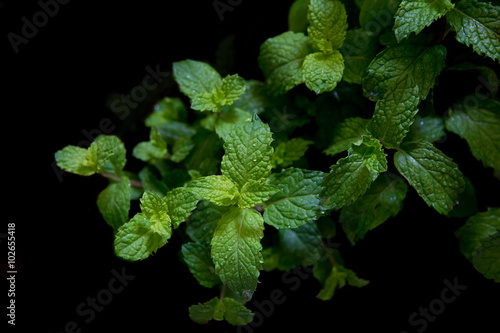 fresh mint in field on black background
