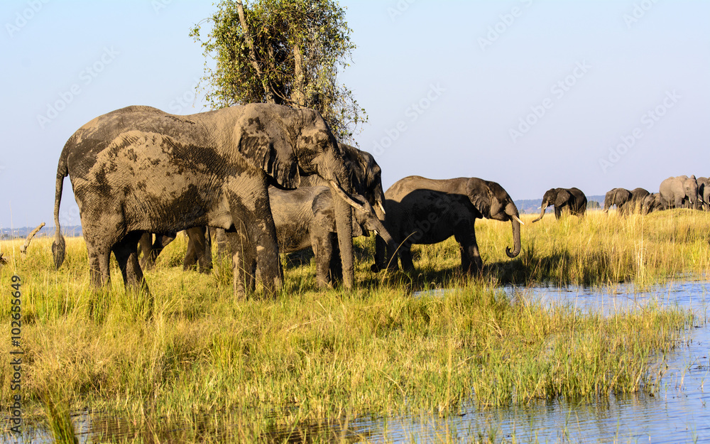 Fototapeta premium Elephants drinking from the Chobe river