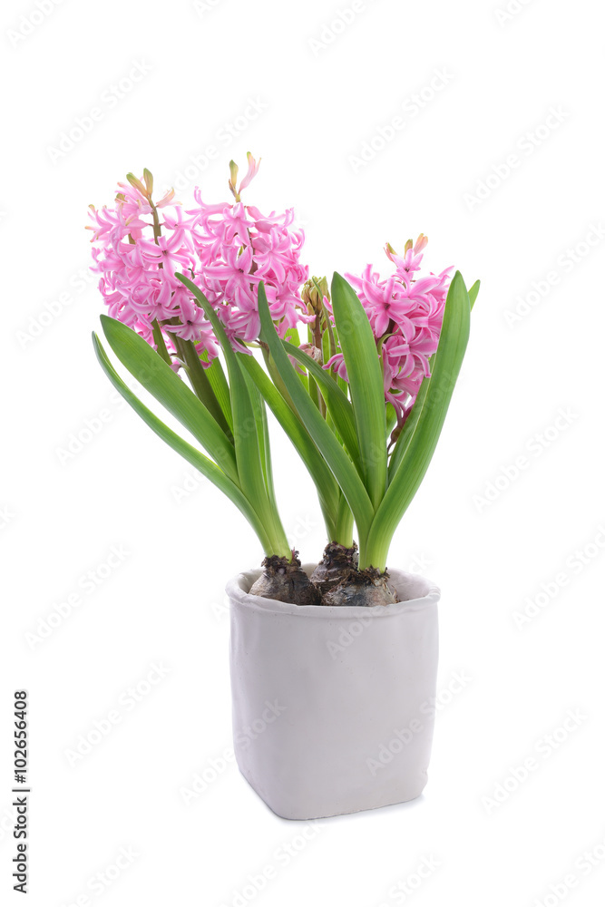 Bblossoming hyacinth flower in flowerpot