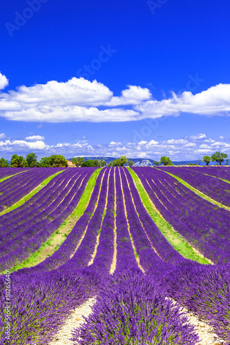 Fototapeta Naklejka Na Ścianę i Meble -  blooming lavander fields in Provance, France
