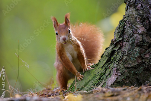 Squirrel and pose by the tree