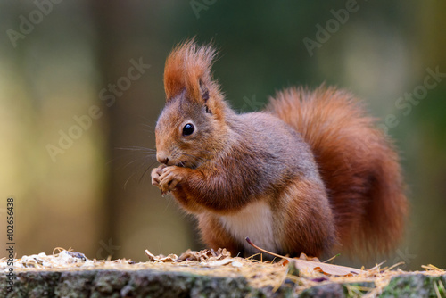 Squirrel and snack on the stump