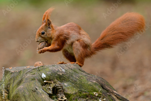 The squirrel on the stump with a whole walnut in its mouth