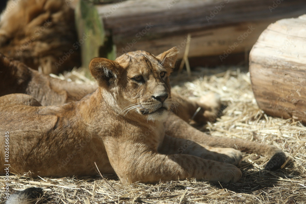 Naklejka premium 子ライオン