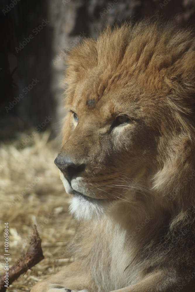 Fototapeta premium オスライオン