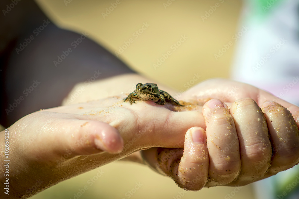 The child holds a small frog in the palm of your hand