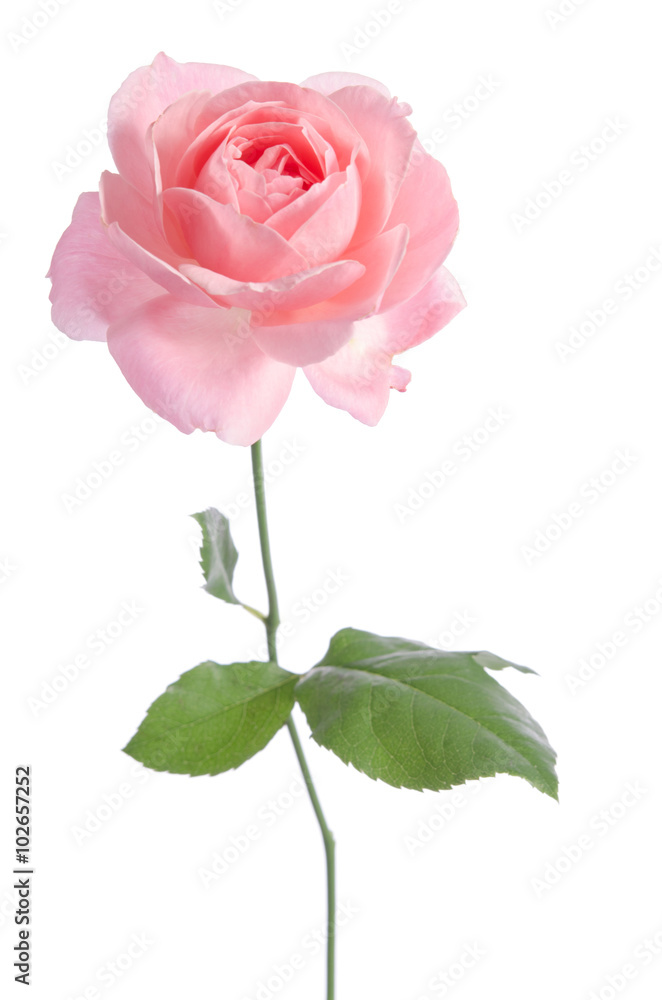 Fototapeta premium Beautiful fresh light pink rose isolated on white background