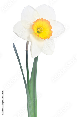 Beautiful daffodil isolated on white background