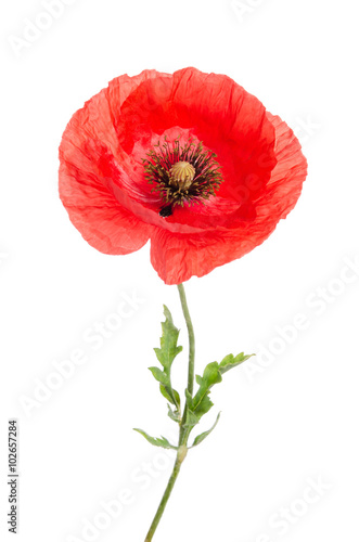 Fototapeta Naklejka Na Ścianę i Meble -  single red poppy isolated on white