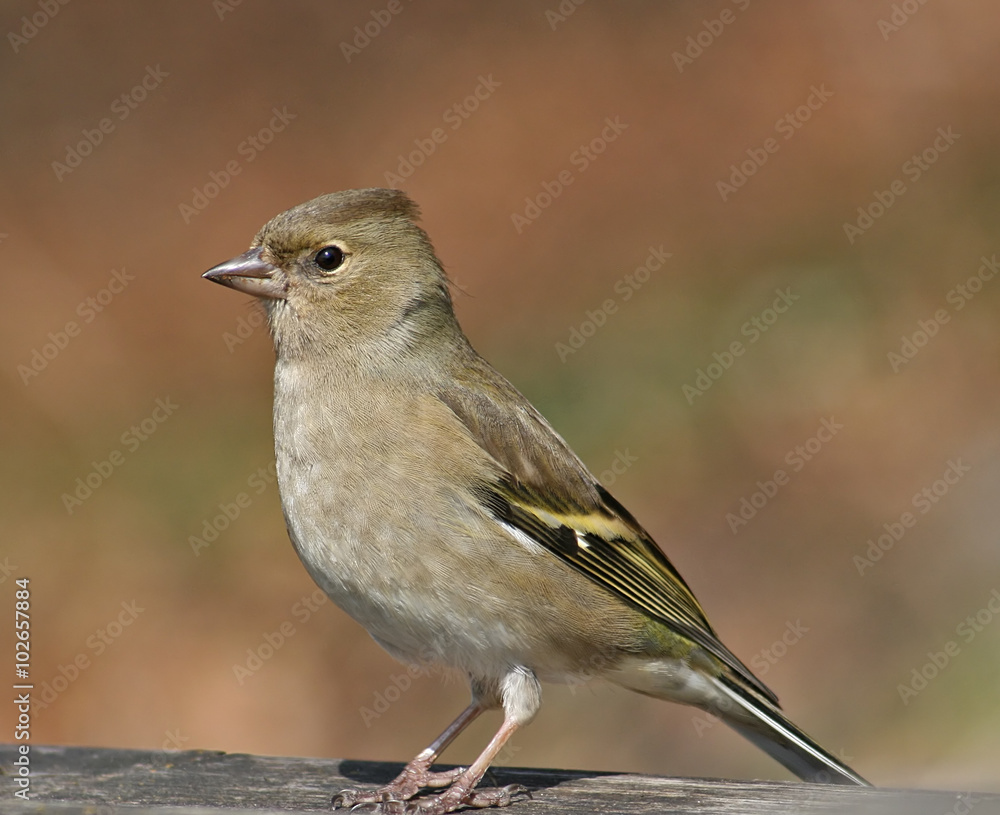 Fototapeta premium Bird