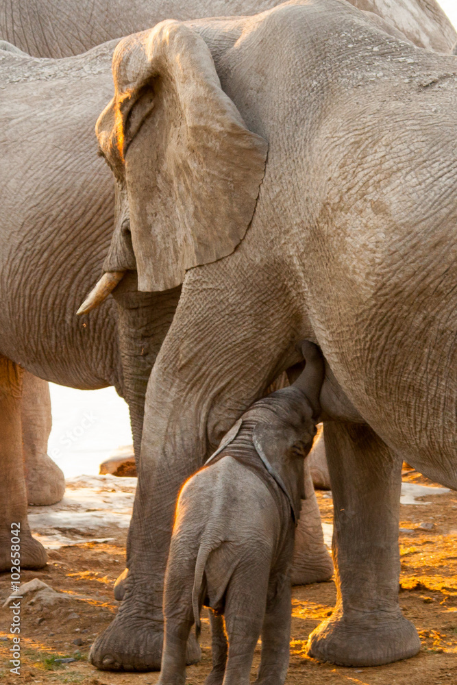 Fototapeta premium Mother Elephant with Baby in Sunset, Etosha National Park