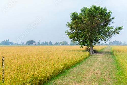 Rice field way on the green field background