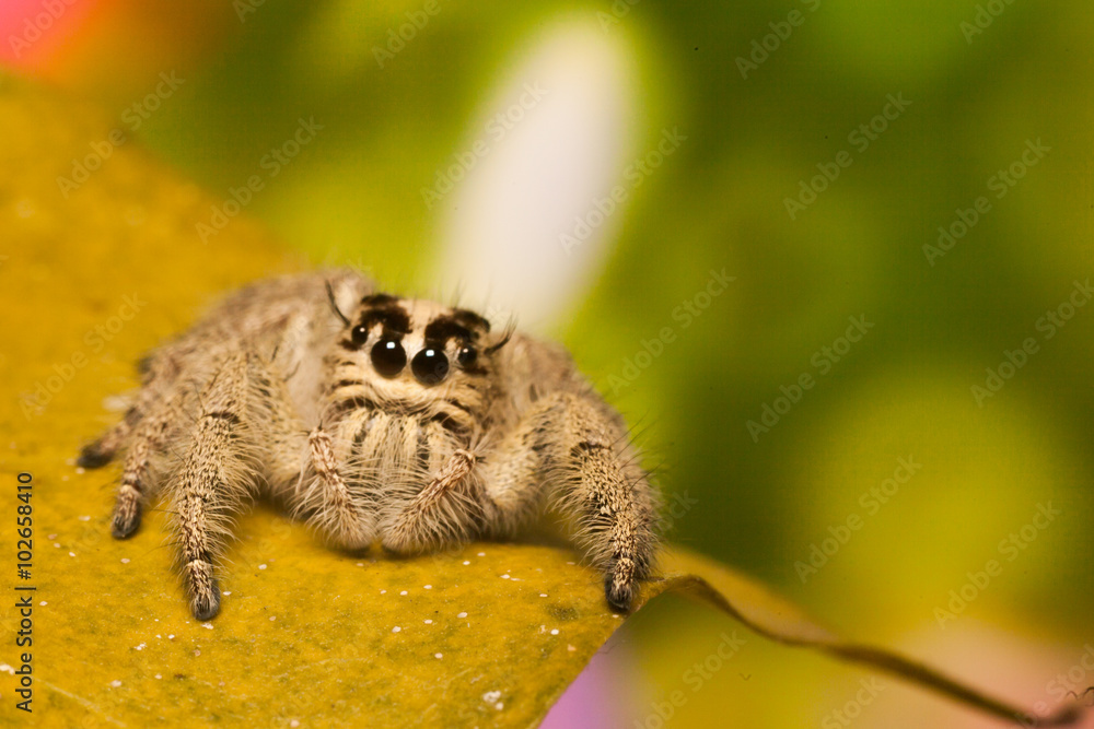 Jumping spider :
at Phutthamonthon Buddhist park - Thailand
Jumping spider :
at Phutthamonthon Buddhist park - Thailand