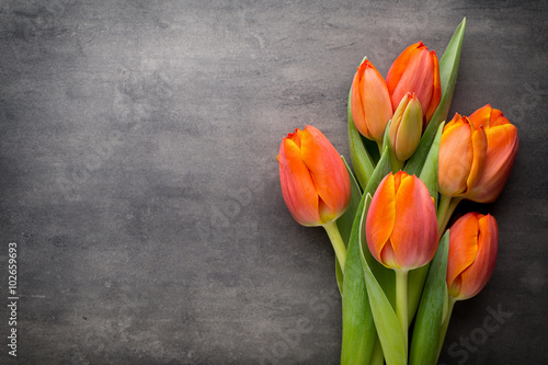 Tulips, orange on the grey  background.