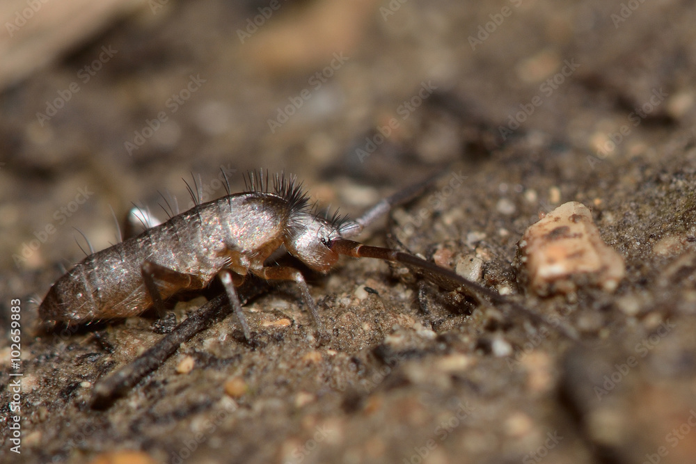 Pogonognathellus longicornis springtail. This is the largest British springtail, in the order Collembola and family Tomoceridae
Pogonognathellus longicornis springtail. This is the largest British springtail, in the order Collembola and family Tomoceridae