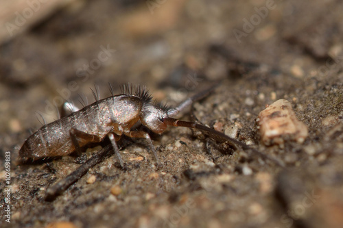 Pogonognathellus longicornis springtail. This is the largest British springtail  in the order Collembola and family Tomoceridae  
