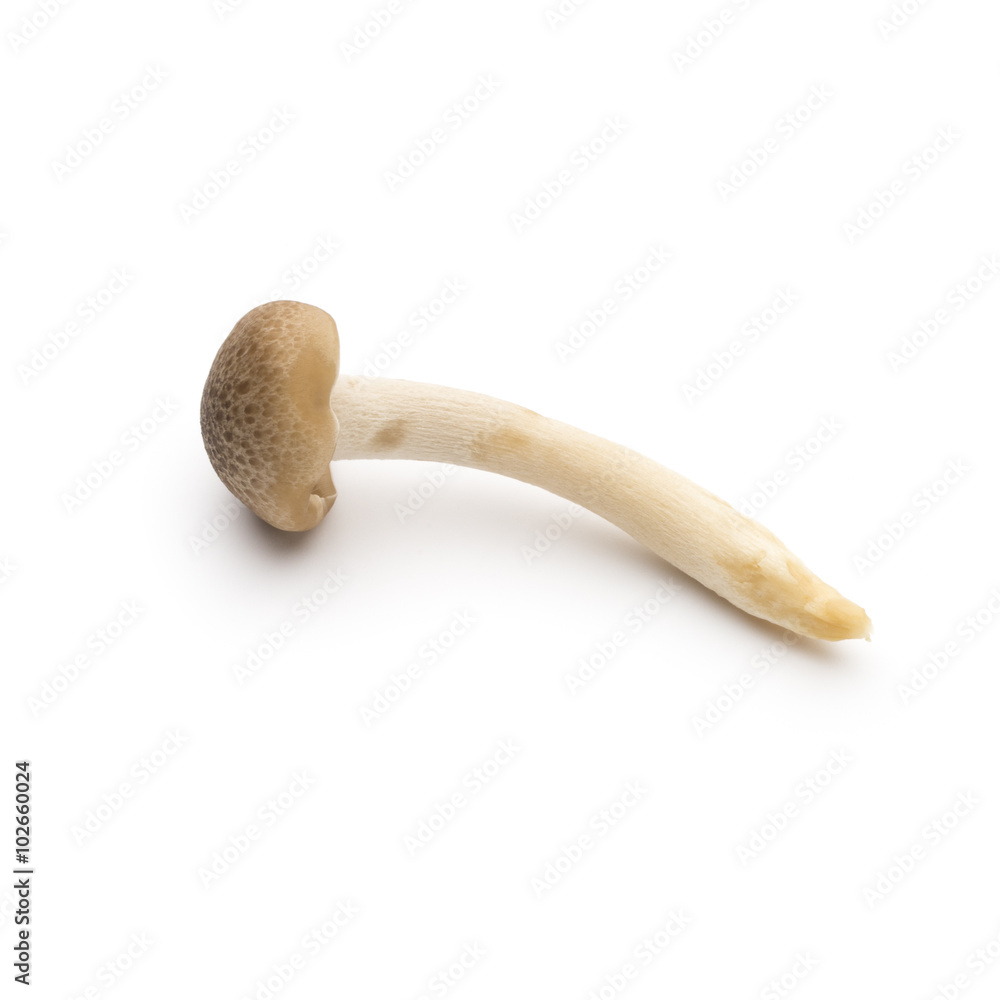 Mushroom on the isolated background. Mushroom on the isolated background.