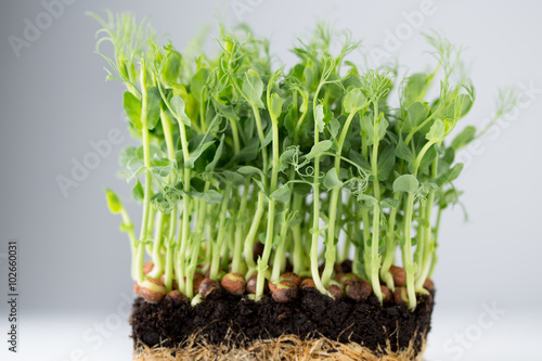 Organic pea sprouts in white backround.