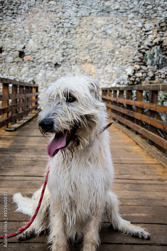 Portrait of beautiful Irish Wolfhound dog, Irish Wolfhound sitting on the bridge in castle, Wolfhound dog guard in castle Portrait of beautiful Irish Wolfhound dog, Irish Wolfhound sitting on the bridge in castle, Wolfhound dog guard in castle