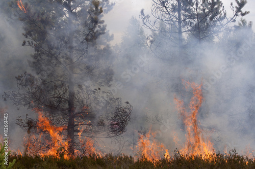 Flames and smoke of forest fire. Pine wood fire.