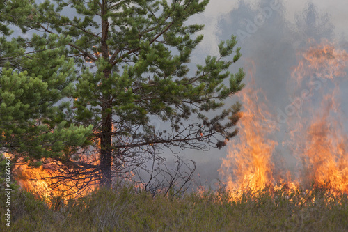 Pine wood and heather in fire. photo