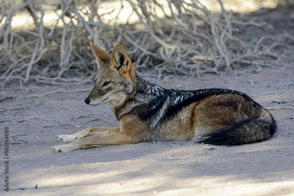 Fototapeta premium Black backed Jackal resting