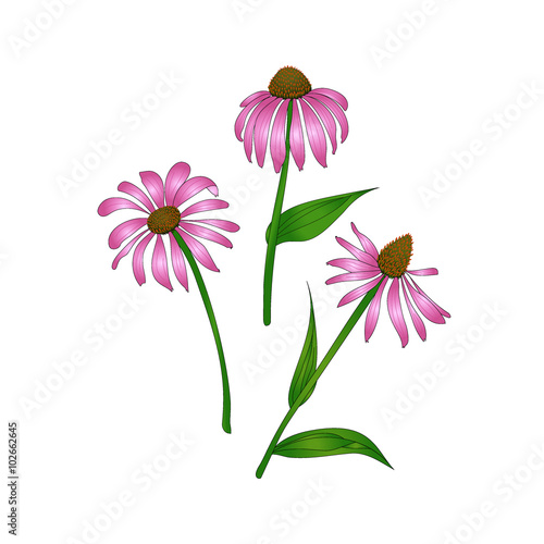 Echinacea purpurea