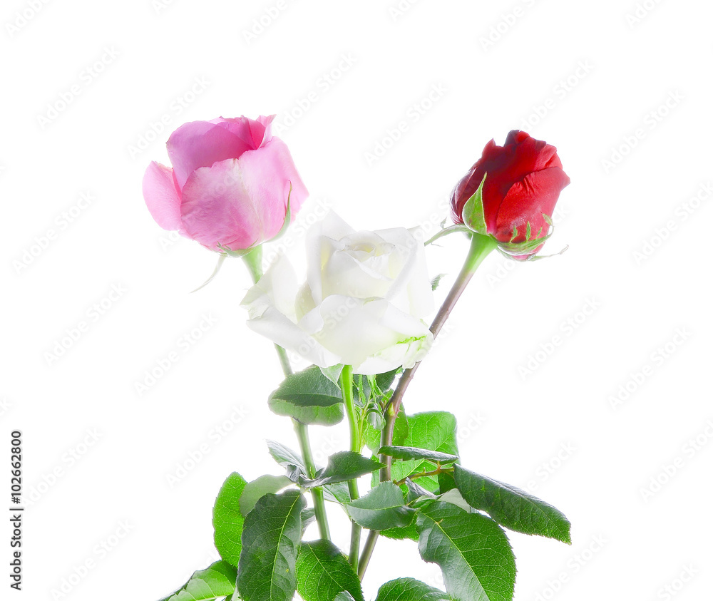 Obraz premium Bunch of red, white and pink roses isolated on white background