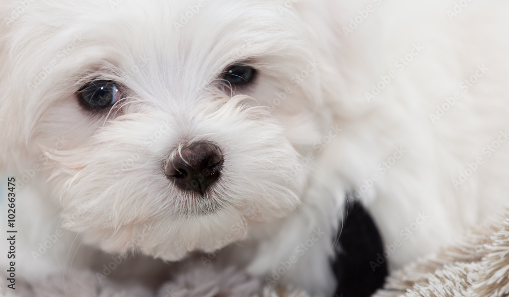 Maltese Puppy Maltese Puppy