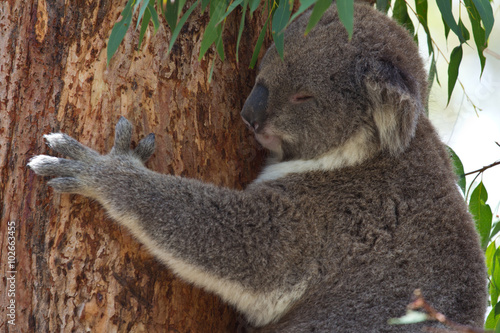 Canvas Print Koala hanging onto eucalyptus tree while sleeping