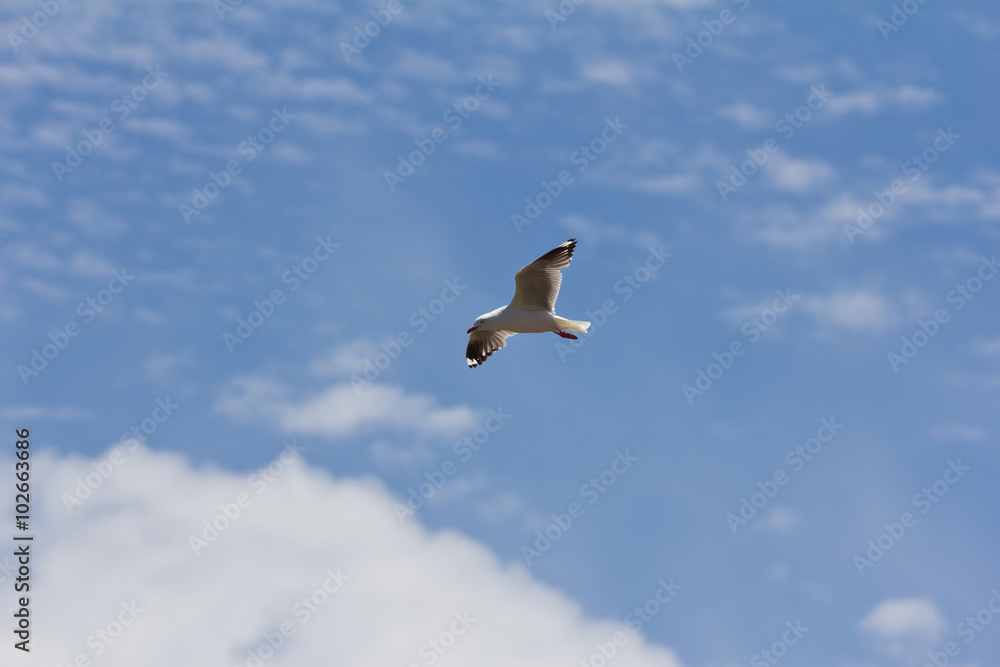 Seagull gliding in the wind