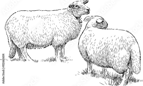 two sheeps on the pasture