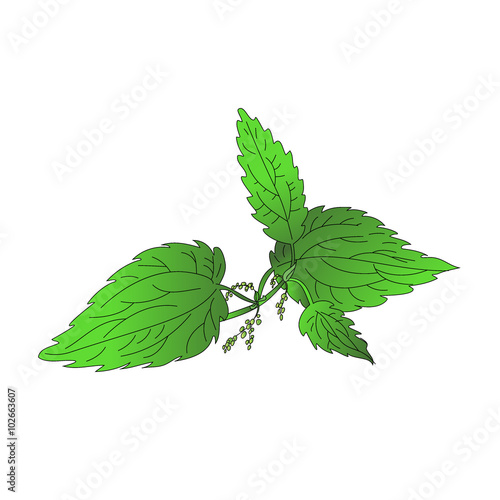 Nettle