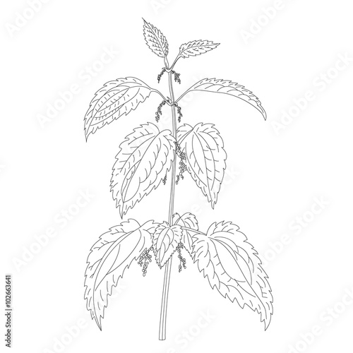 Nettle