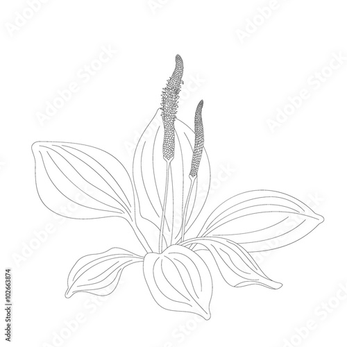 Plantain