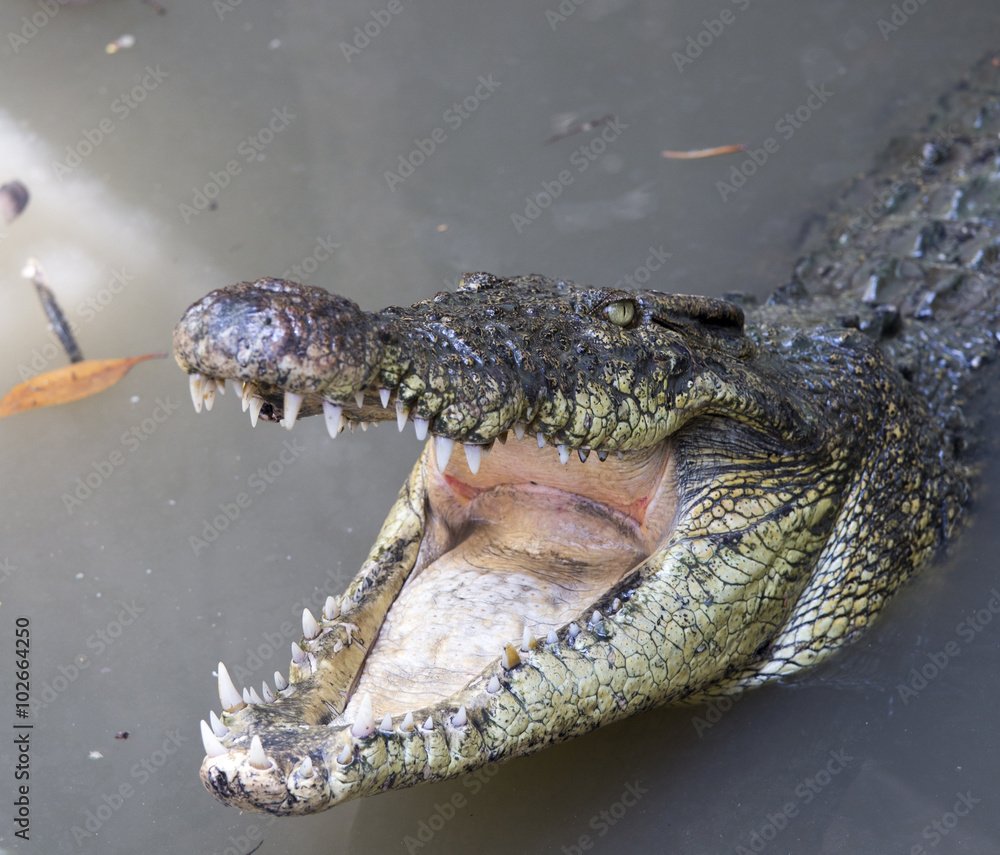 Obraz premium crocodiles portrait