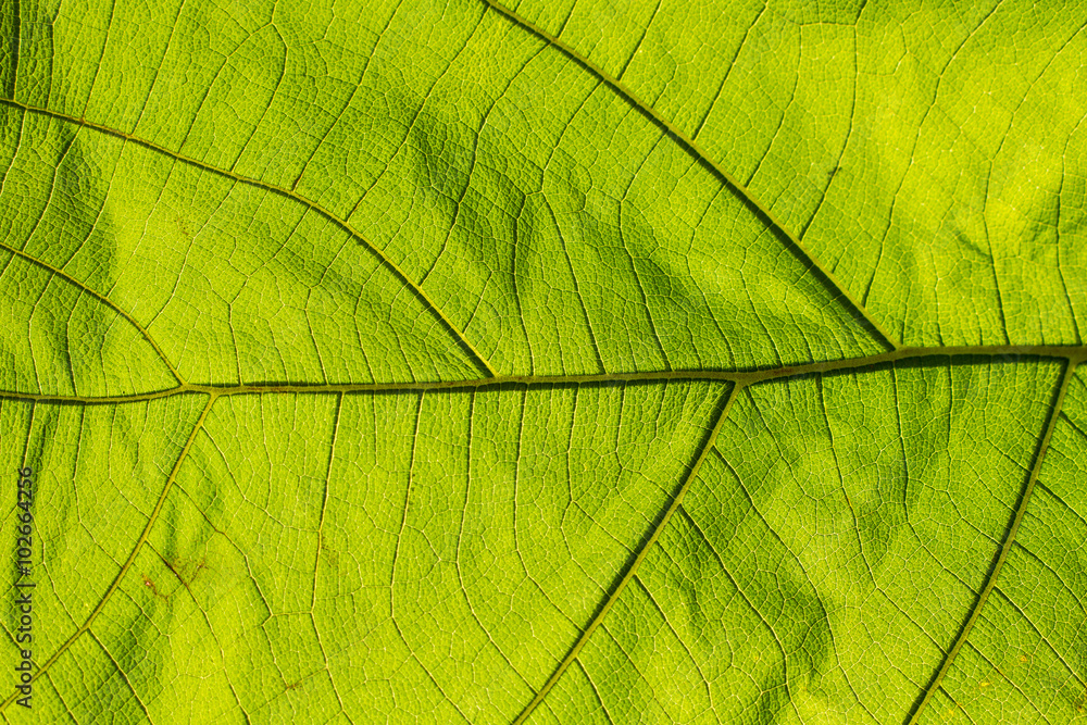 green leaf texture closeup light pass green leaf texture closeup light pass