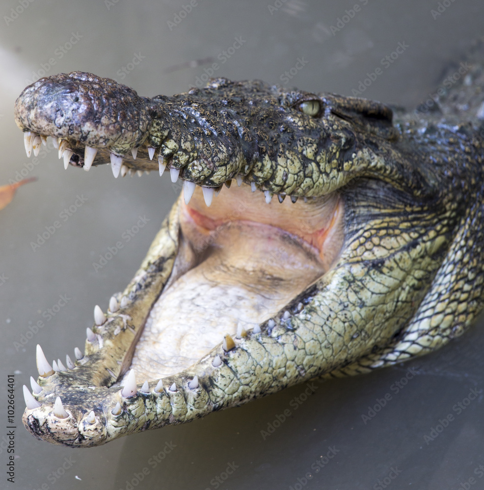 Obraz premium crocodiles portrait